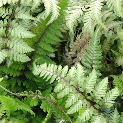 Wijfjesvaren Red Beauty - Athyrium niponicum red beauty - Kamerplanten