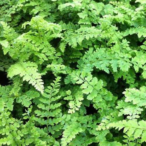 Zachte naaldvaren 'Proliferum Wollaston' - Polystichum setiferum proliferum wollaston - Kamerplanten