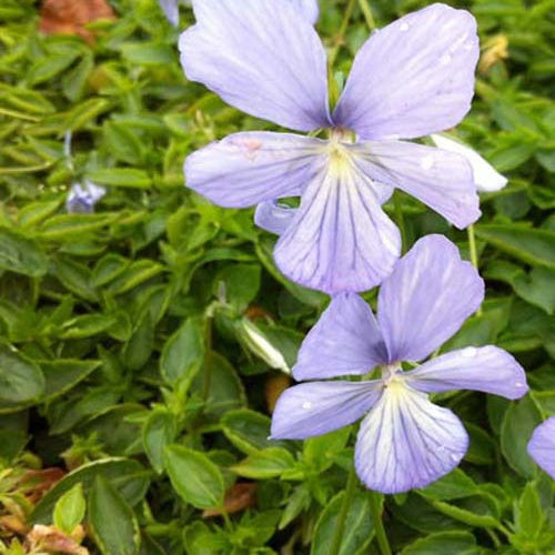 Viooltje Boughton Blue (x3) - Viola cornuta boughton blue - Tuinplanten