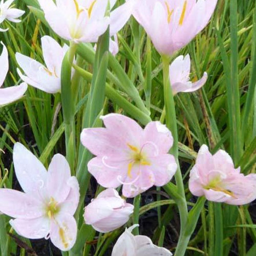 Kafferlelei - Schizostylis coccinea alba - Bakker
