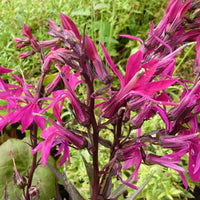 Lobelia 'Russian Princess' - Lobelia speciosa russian princess - Tuinplanten