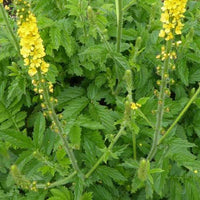 Gewone agrimonie - Bakker