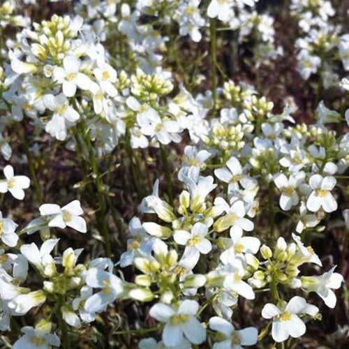 Bontbladige Arabis - klimplant - Bakker