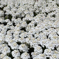 Scheefbloem - Iberis sempervirens schneeflocke - Tuinplanten