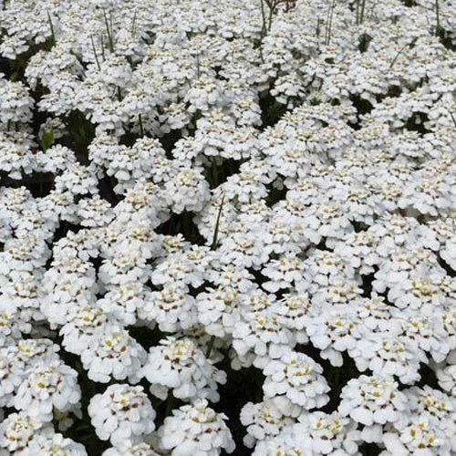 Scheefbloem Schneeflocke - Bakker