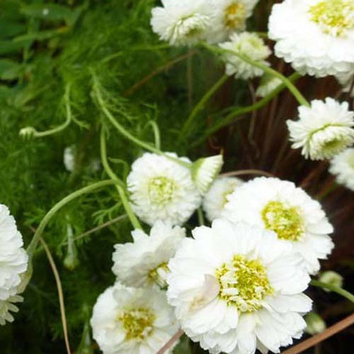 Roomse kamille ligulosum - Bakker