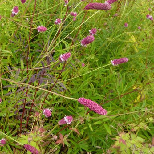 Pimpernel Purpurea - Bakker
