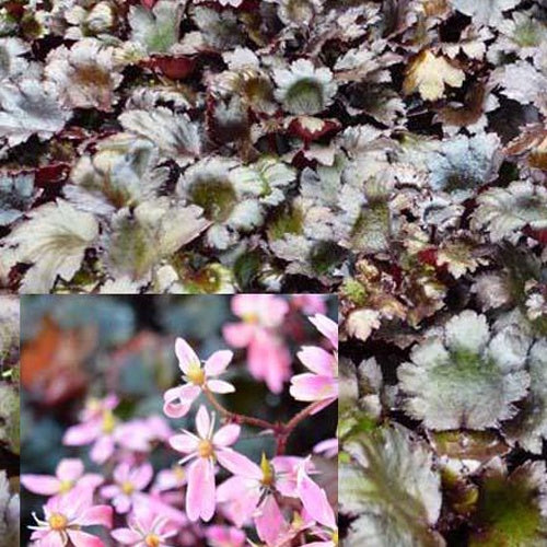Steenbreek Black Ruby - Bakker