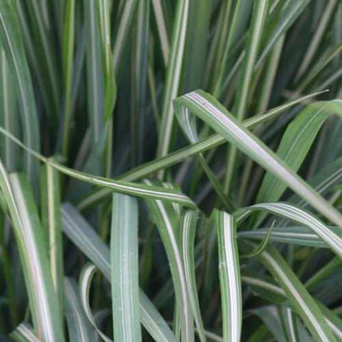 Struisriet 'Avalance' - Calamagrostis acutiflora avalanche - Tuinplanten