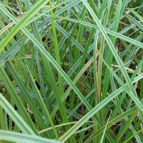 Zegge - Carex riparia - Tuinplanten