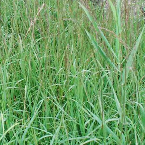 Pijpenstrootje Dauerstrahl - Bakker