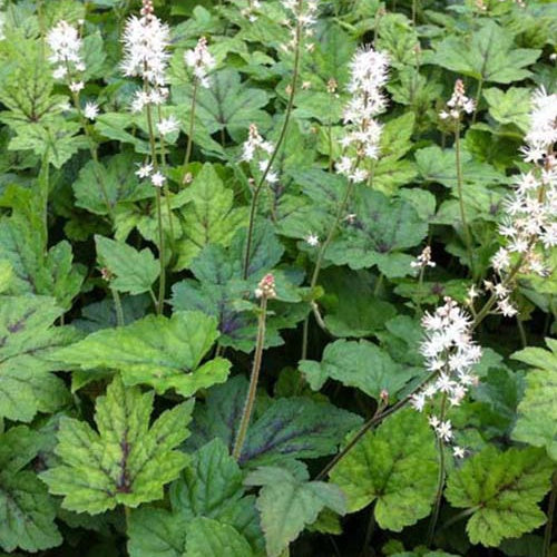 Perzische muts - Tiarella cordifolia running tiger - Tuinplanten