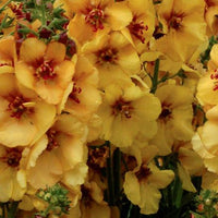 Toorts Honey Dijon - Bakker