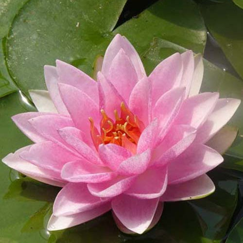 Waterlelie 'Madame Wilfron Gonnère' - Bakker