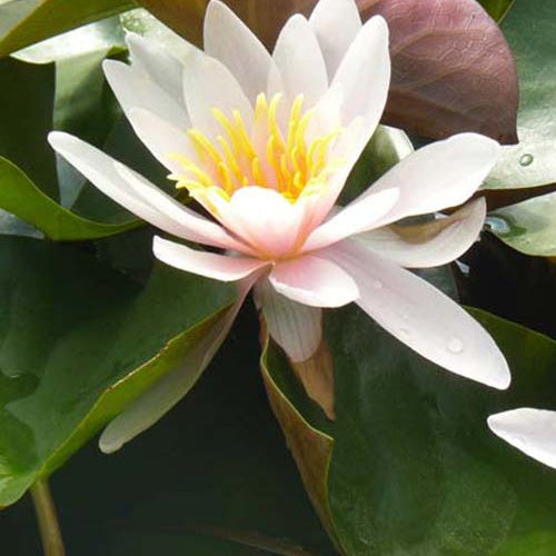 Waterlelie 'Rosennymphe' - Bakker