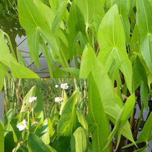 Breedbladig pijlkruid - Sagittaria latifolia - Heesters en vaste planten