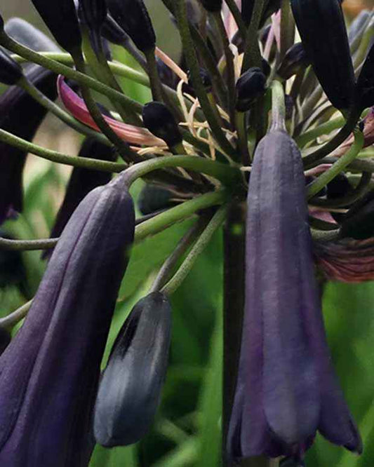 Afrikaanse lelie 'Black Magic' - Bakker