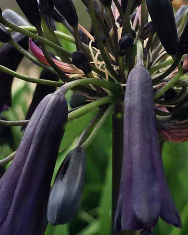 Afrikaanse lelie 'Black Magic' - Bakker