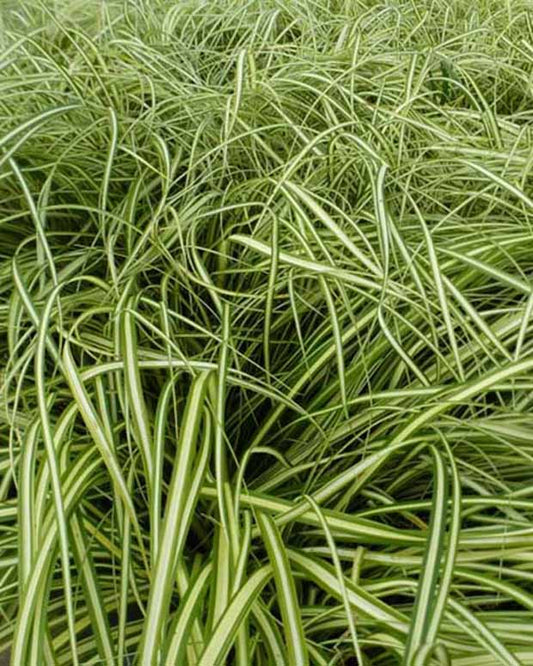 Zegge Ice Cream - Bakker