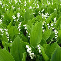 Convallaria majalis - Lelietjes-van-dalen 'Majalis' - Naakte wortels
