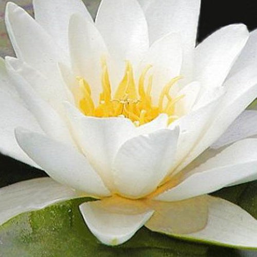 Nymphaea marliacea albida - Waterlelie 'Marliacea Albida' - Waterlelies