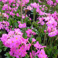 Roze sleutelbloem (x3) - Primula rosea grandiflora - Vijvers