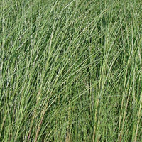 Prachtriet 'Gracillimus' - Miscanthus sinensis gracillimus - Siergrassen