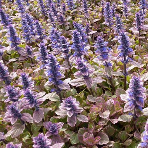 Kruipend zenegroen 'Burgundy Glow' - Bakker