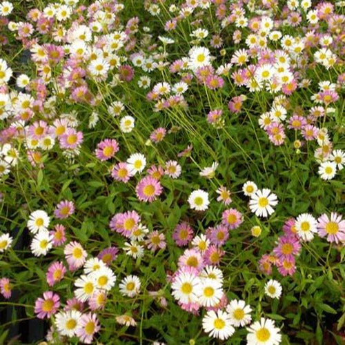 Erigeron