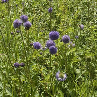 Blauwe knoop (x3) - Bakker