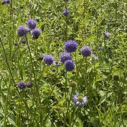 Blauwe knoop (x3) - Bakker