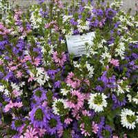 Waaierbloem gemengd (x3) - Scaevola aemula - Tuinplanten