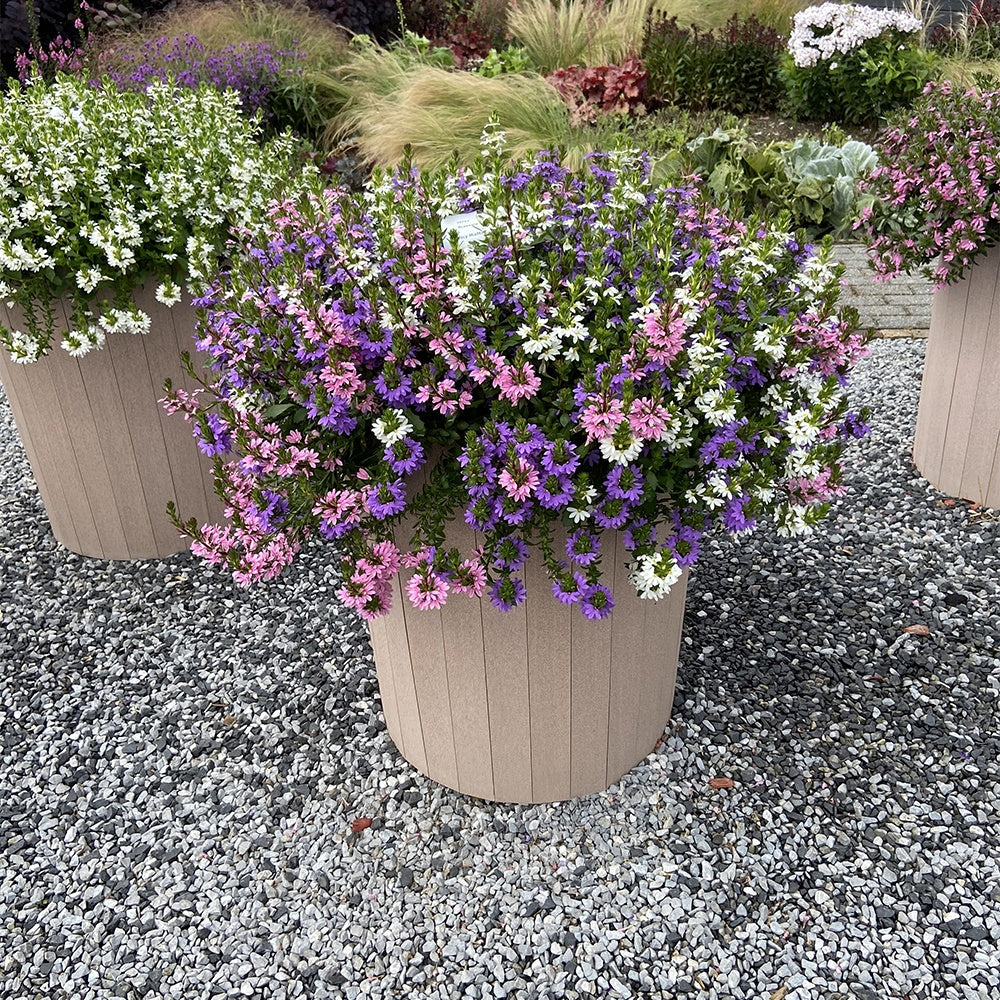 Waaierbloem gemengd (x3) - Scaevola aemula - Bakker