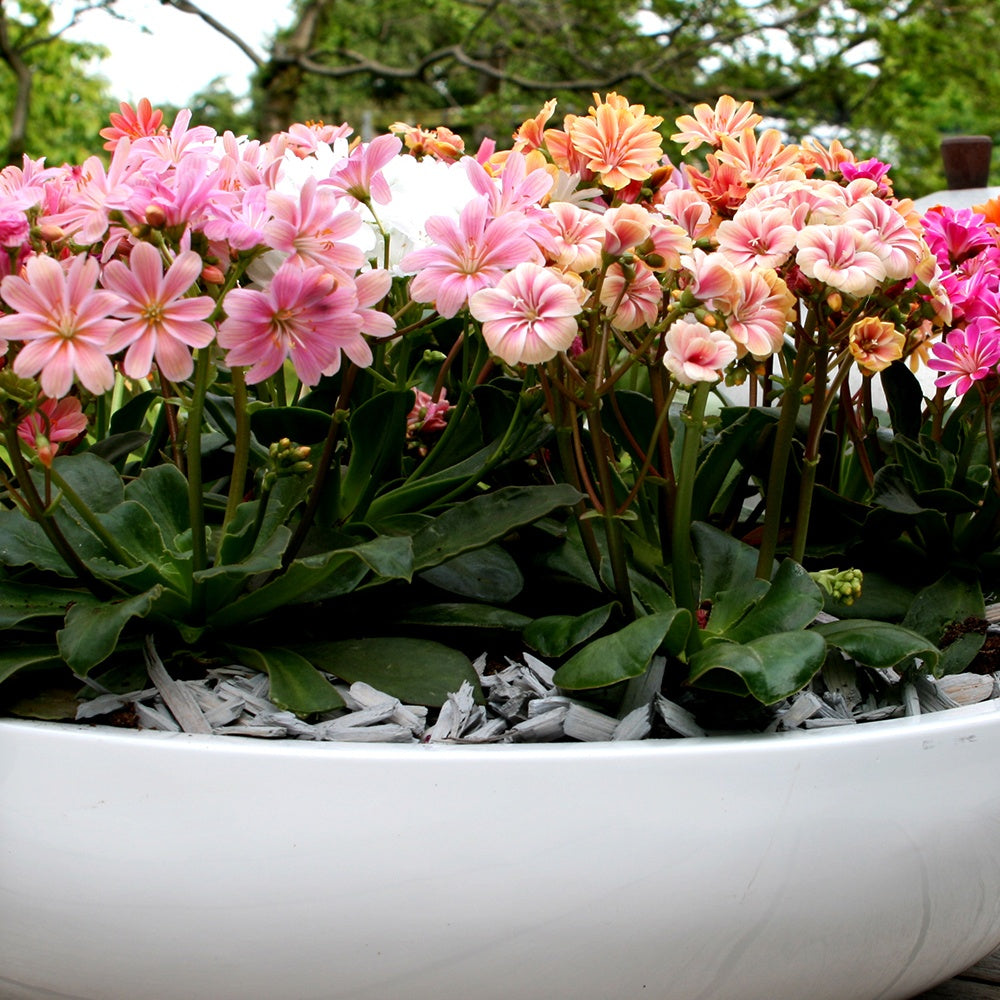 Bitterkruid Mix 'Elise' (x3) - Lewisia cotyledon elise - Bakker