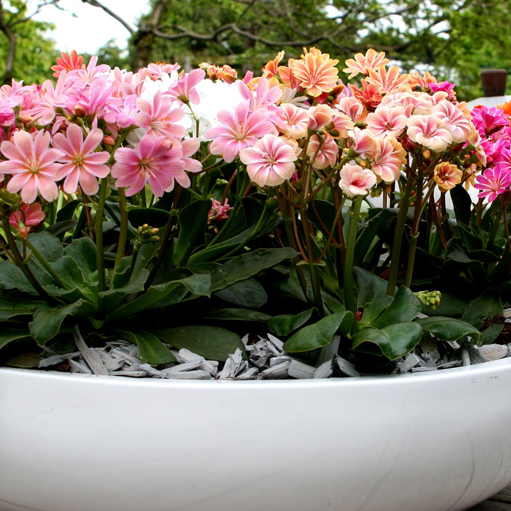 Bitterkruid Mix 'Elise' (x3) - Lewisia cotyledon elise - Vaste planten