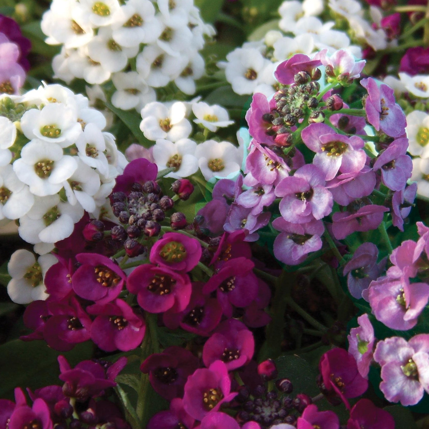 Sneeuwkleed (x3) - Tuinplanten