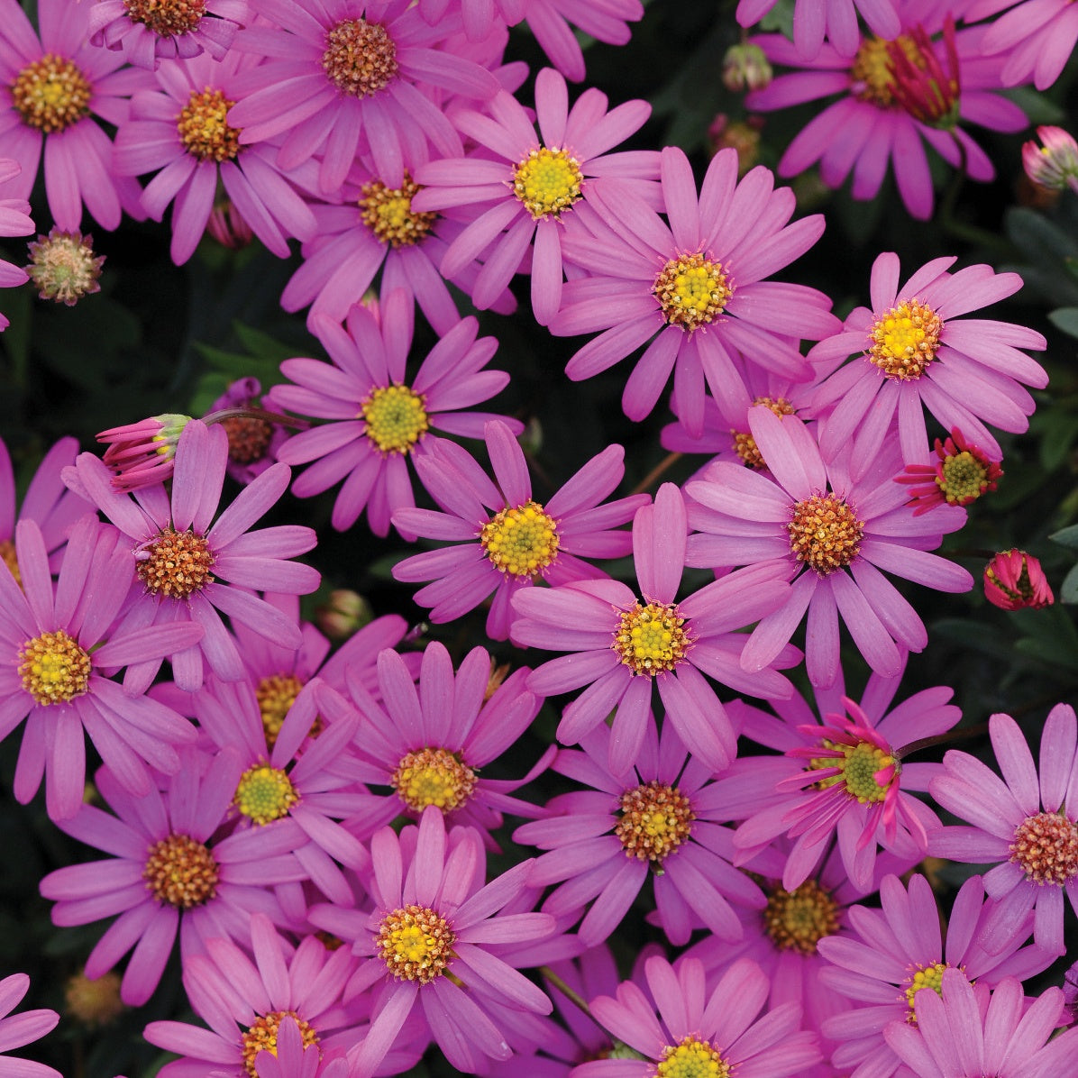 Australisch madeliefje roze (x3) - Brachyscome multifida - Bakker