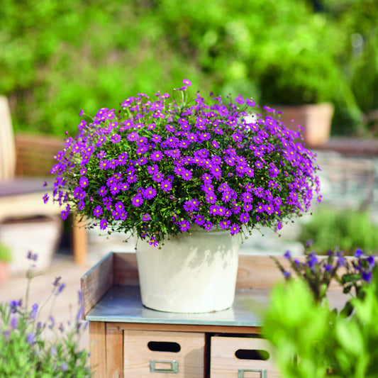 Australisch madeliefje roze (x3) - Bakker