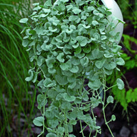 Dichondra (x3) - Tuinplanten