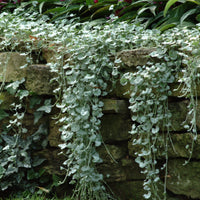 Dichondra (x3) - Heesters en vaste planten