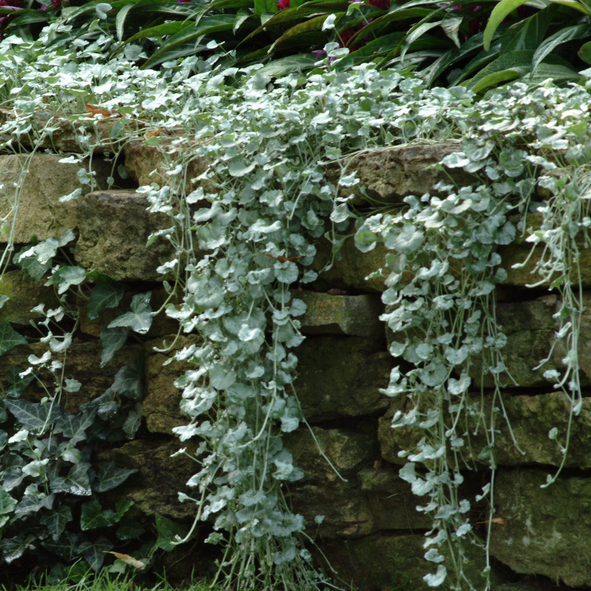 Dichondra (x3) - Bakker