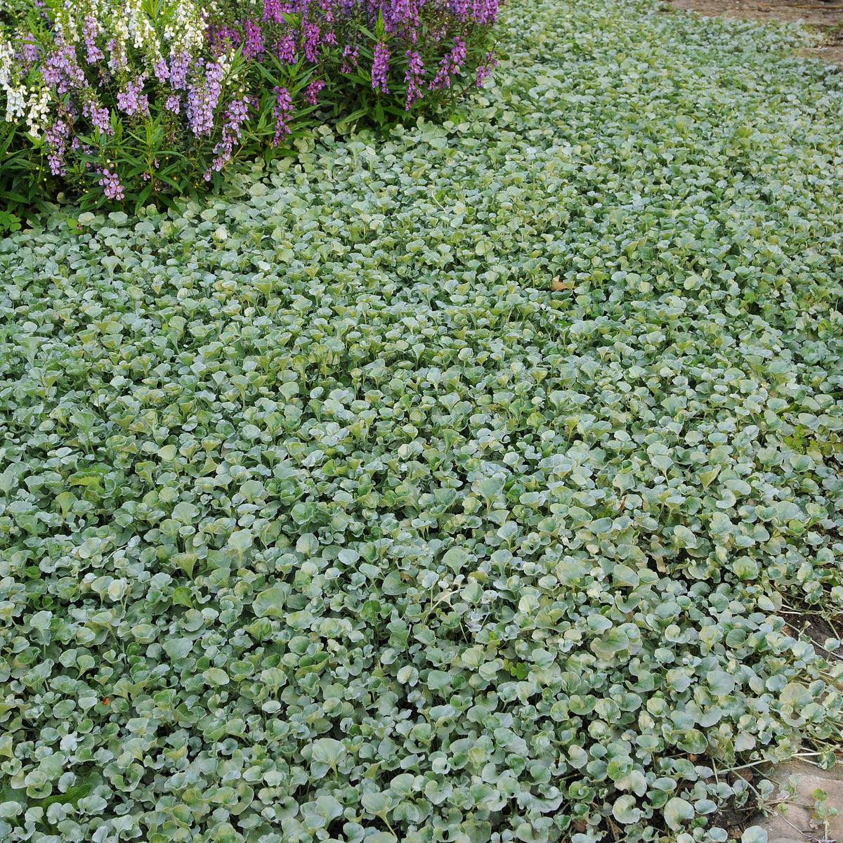 Dichondra (x3) - Dichondra argentea Silver Falls - Bakker