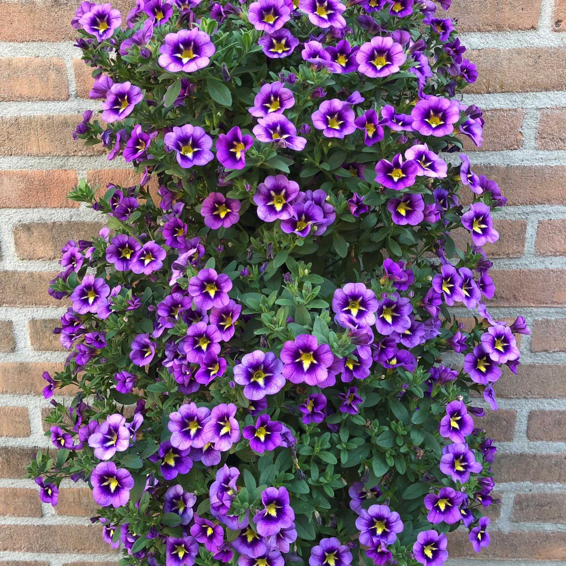 Mini Petunia Bumble Bee (x3) - Terras- en balkonplanten