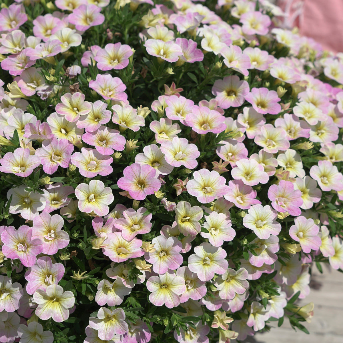 Gevulde Mini Petunia pastelkleur (x3) - Calibrachoa Fancy Francy - Bakker