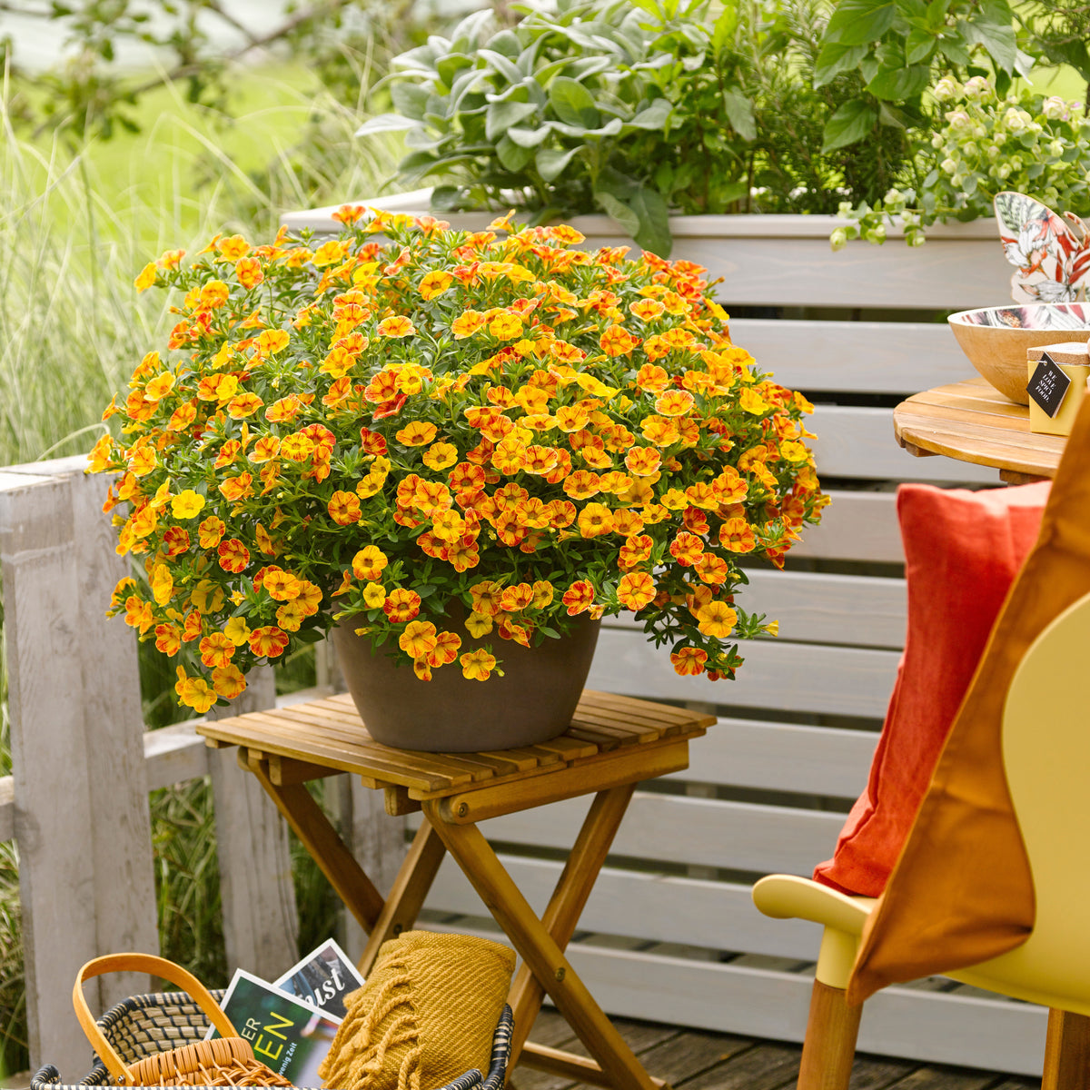 Mini Petunia geel-oranje(x2) - Calibrachoa Diva Orange - Bakker