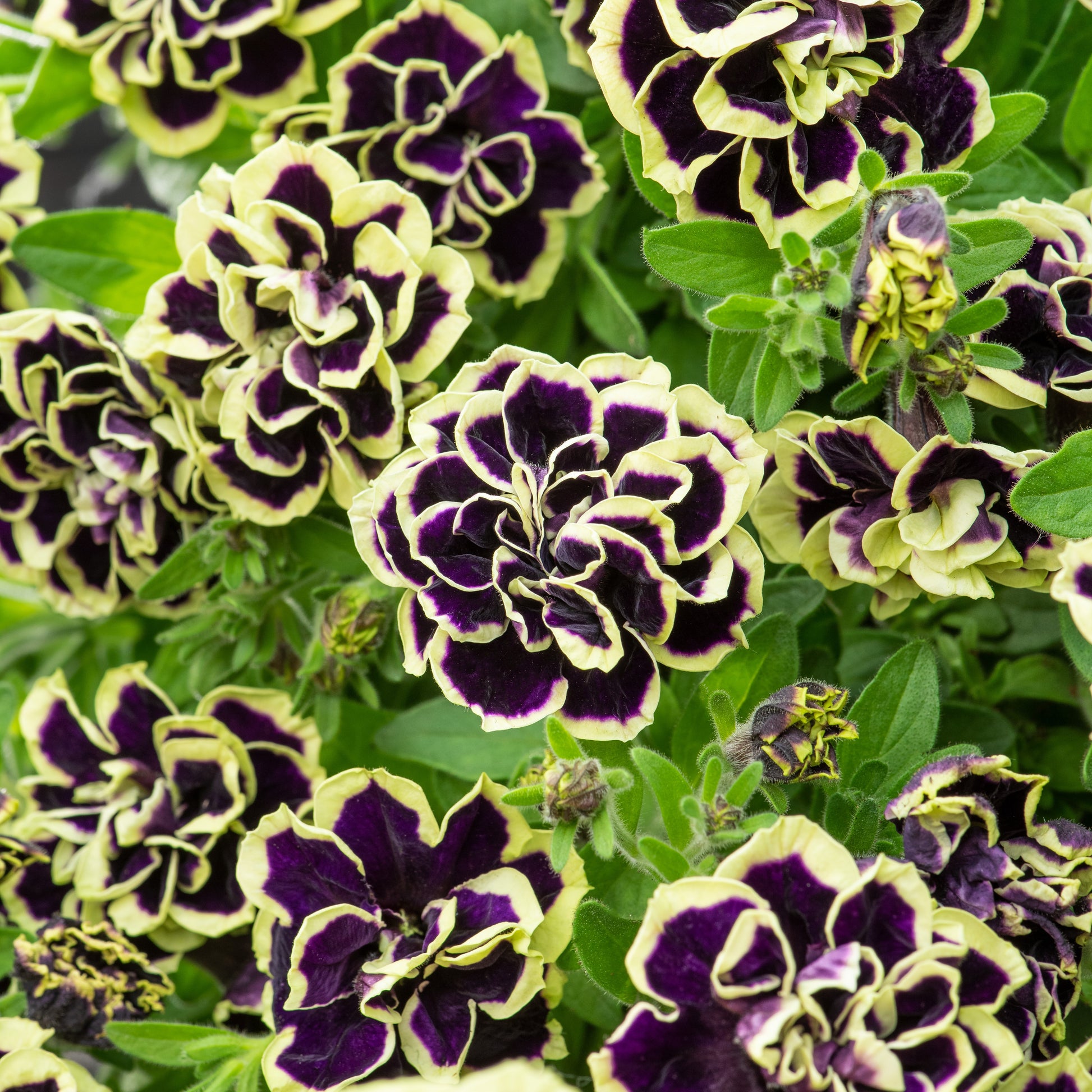 Gevulde Petunia zwart-geel(x2) - Tuinplanten