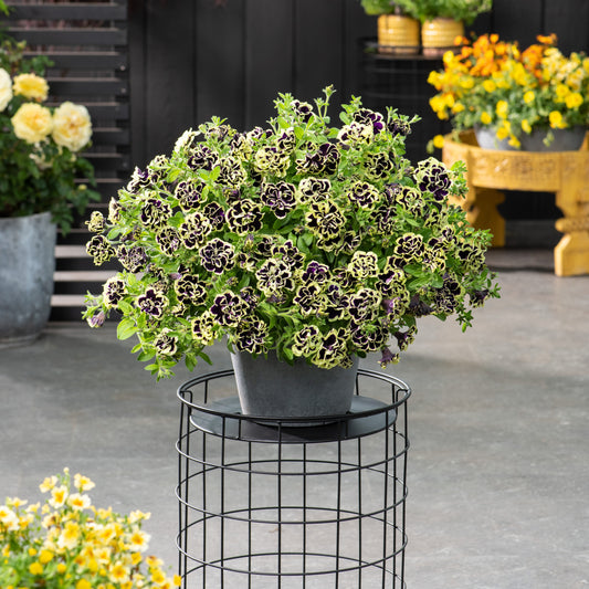 Gevulde Petunia zwart-geel(x2) - Bakker