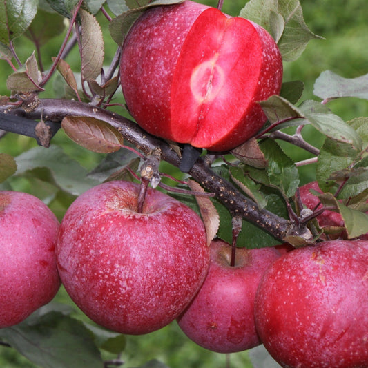 Appelboom 'Baya Marisa' - Fruit