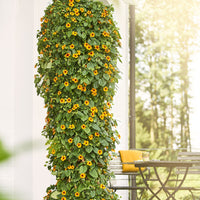 Thunbergia alata Sunny Susy® - Suzanne-met-de-mooie-ogen - Balkon- en terrasplanten voor pot en bak