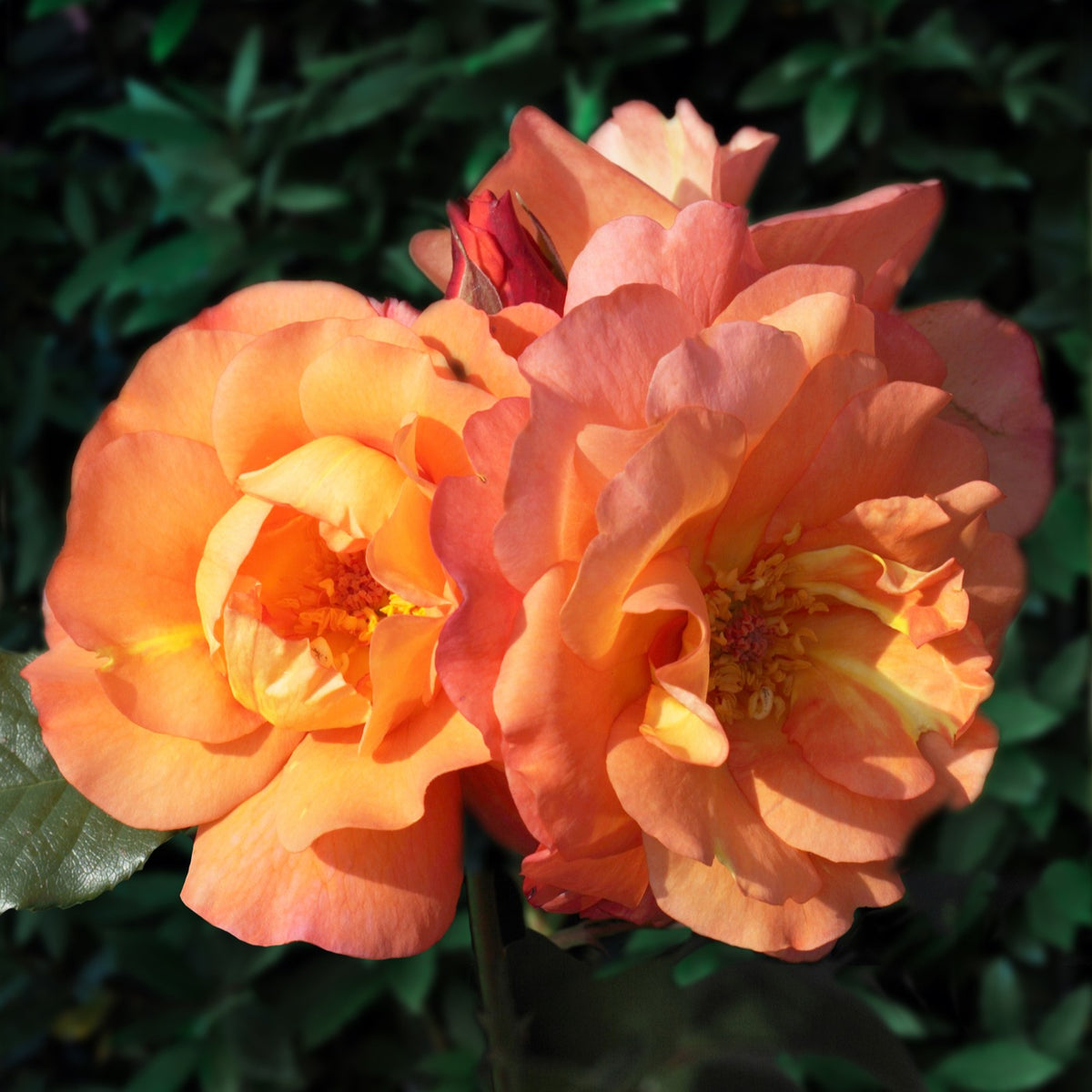 Rosa Westerland® - Klimroos 'Westerland' - Rozen - Naakte wortels